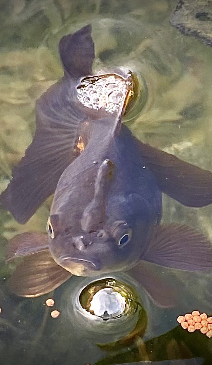 Alison_AboutBio's tweet photo. Winston looks a bit grumpy this morning. Must have got out of the fish cave on the wrong side !!!! 🐟🐠🐡🐟 https://t.co/l1zCdvuVji