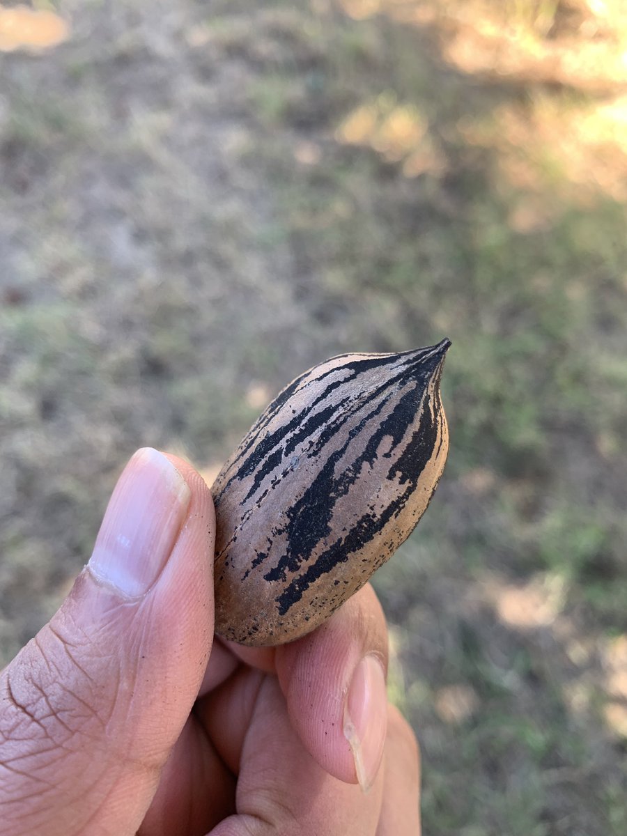 Ready to harvest!! #Pecan #Cimarron_valley_research_station 😊😊