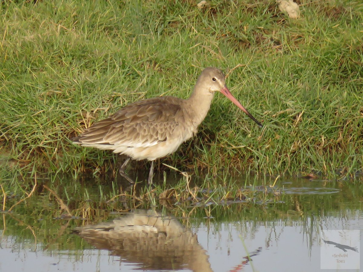 birdwildtours's tweet photo. La migración de la aguja colinegra a sus cuarteles de invierno es uno de los viajes más apasionantes de todos los que se conocen. No te pierdas el espectáculo migratorio!! 

info@birdwildtours.com
+34 669 35 37 56 

#BirdingSevilla https://t.co/3j9srfS9d5
