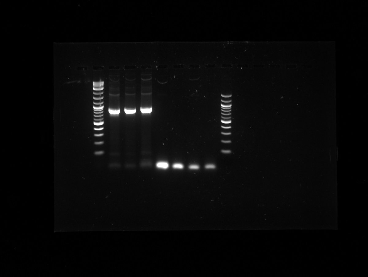 nacho_synbio's tweet image. My PCR reactions, a success (left) and failure (right). The one on the left consisted of adding adapters to a gene to be able to ligate it to a vector with #goldengate #loopassembly #synbio