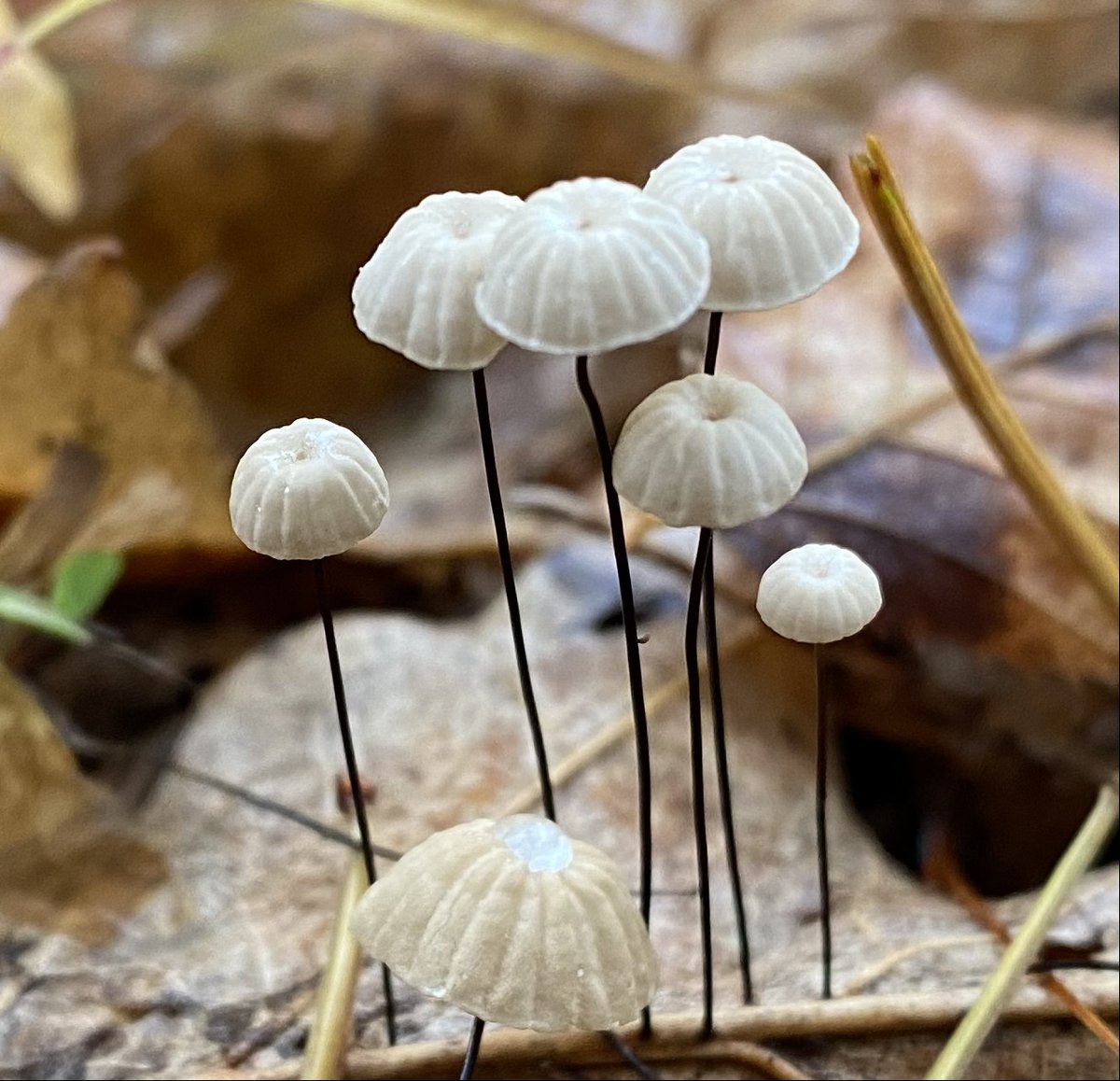 Pretty pinwheels and parachute mushrooms (Marasmius sp.). Happy fall to those in the Northern Hemisphere! @psuPPEM @huckinstitutes @PSUmBiome @AgSciResearch @pasafarming