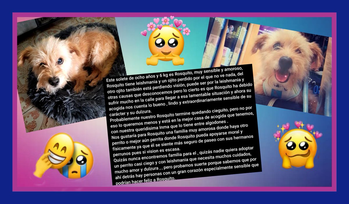 #ROSQUITO 
✍️📧👇
adopcion.lasanimal@gmail.com