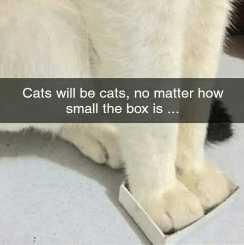 WholesomeMemes (@wholesomememe) on Twitter photo 