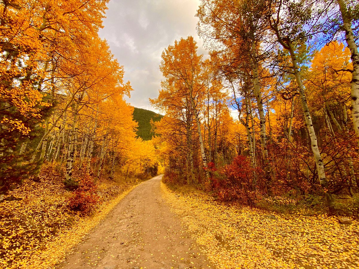 KyleCinVail's tweet photo. It was 55 degrees with the sweet smell of dry leaves on the breeze when I snapped this. May every single one of you reading this get the chance to walk a road like this someday. Felt like I was dreaming. #FallCOLORado🍂 https://t.co/C3uaZkGPYd