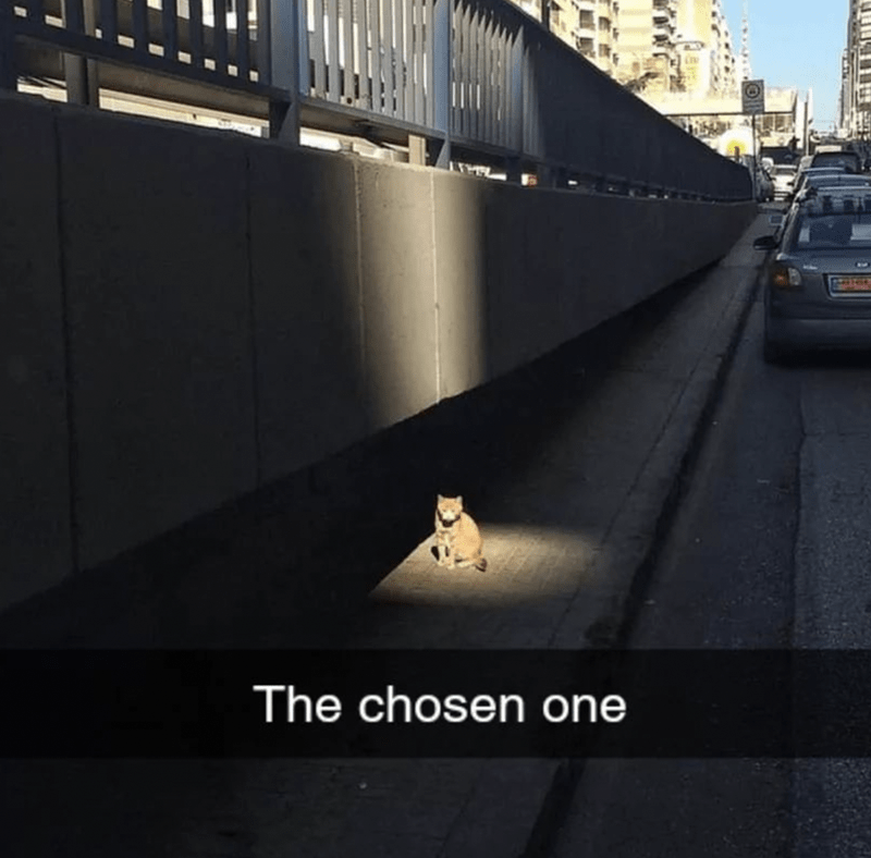 WholesomeMemes tweet media