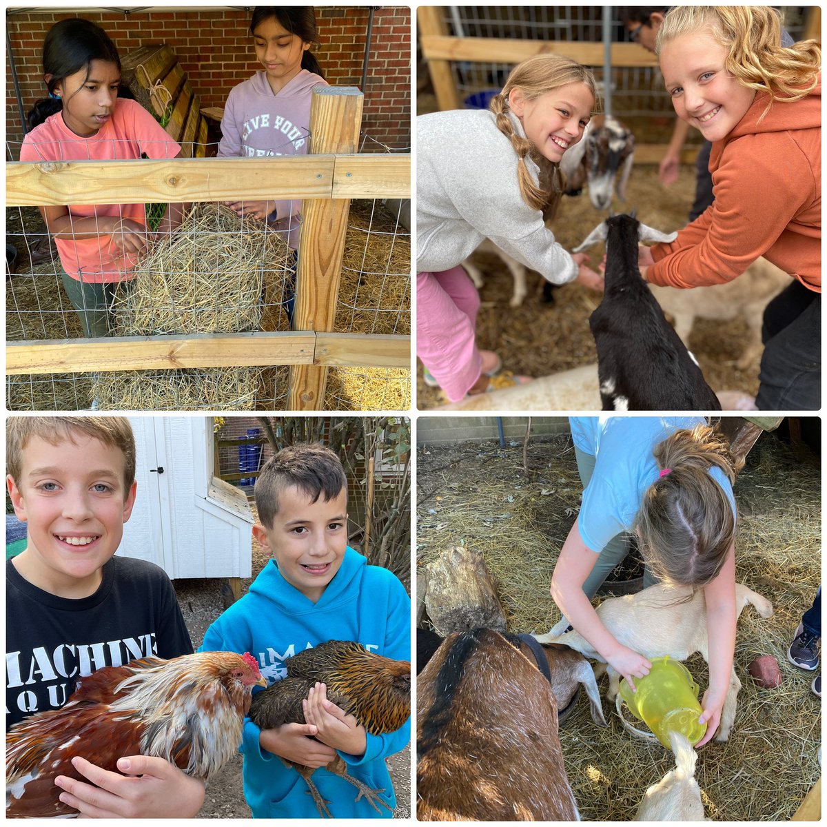 Check out these full♥️’s 😁I can’t put the impact of our courtyard flock and tribe into words👍🏻It’s wonderful to see students and staff enjoy our wonderful @FlintHillES courtyard oasis🐐🐓 You don’t know what your missing! #FHESilluminates #FHESfamily