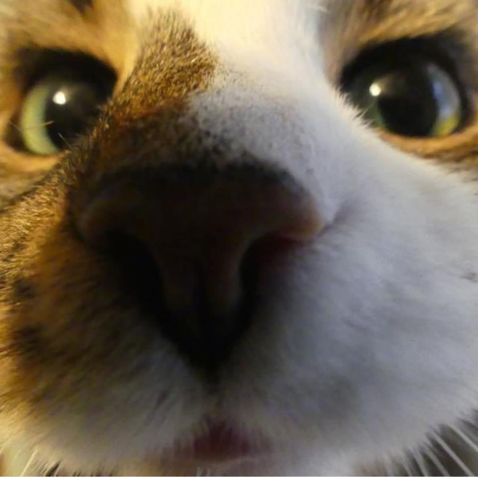 Rest easy my little dude. I’m gonna miss you.