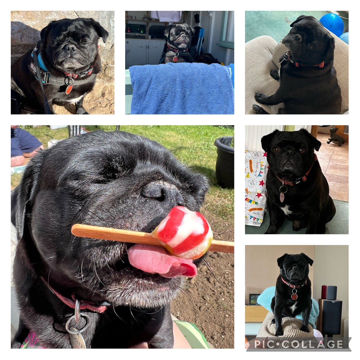 pug_buster's tweet photo. It’s my got ya day today. 5 happy spoilt years with my well trained hoomans. Love ya 🐶💙🎉#DogsOnTwitter #pug https://t.co/CGN3mWJDaP