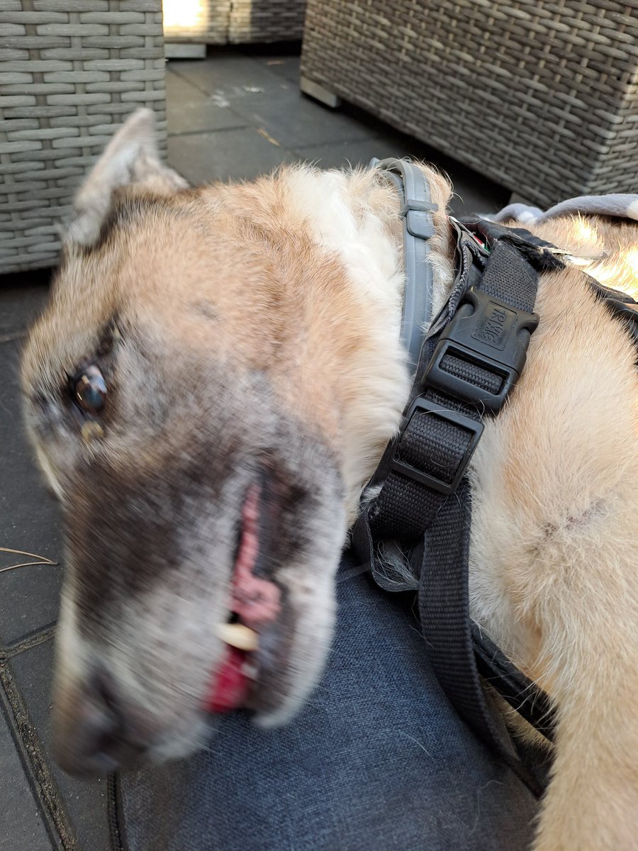 J52Wallusch's tweet photo. Today in my >>Funkcja the #Senior #Pup<< series:
I Like Radish.
#DogsofTwittter
#DogsofFootball π
#DogsofRugby π https://t.co/VwP4REtY5T
