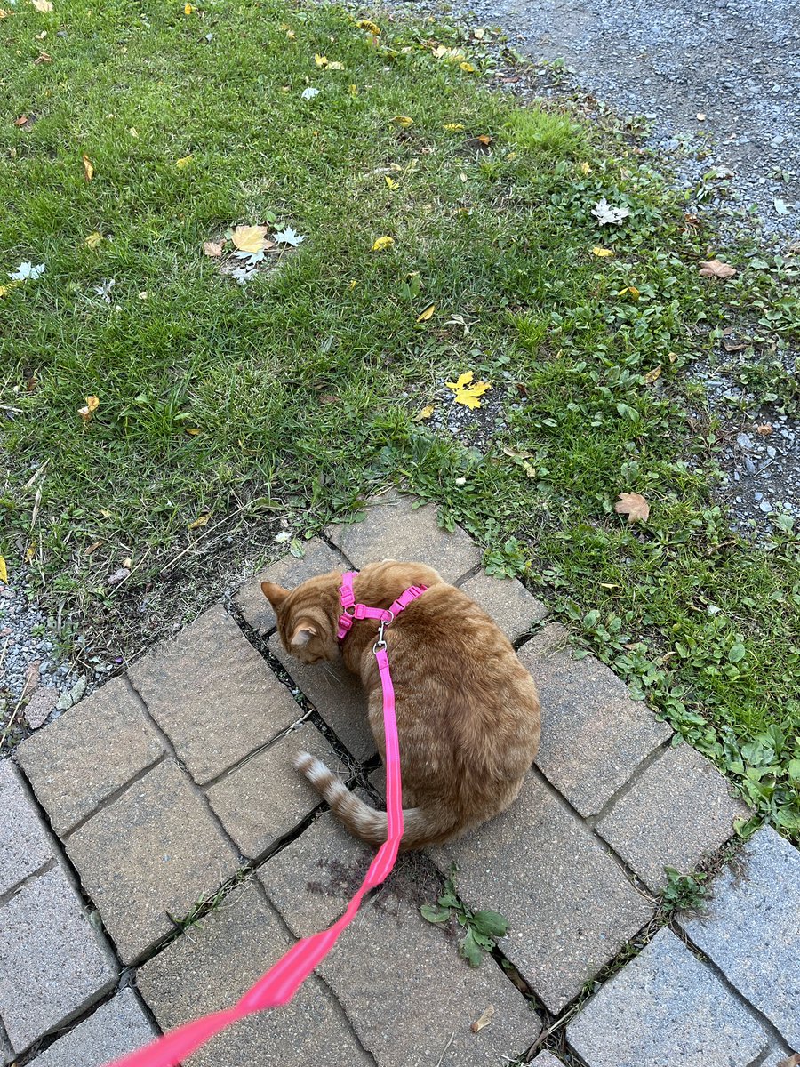 Kadybot's tweet image. Trying walks, wish us luck!