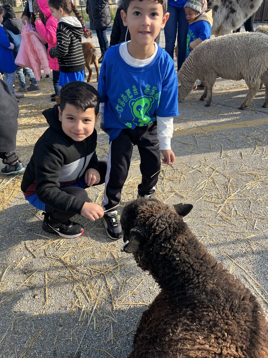 Amal_Player's tweet image. Petting zoo @PlayerSchool was so much fun for our prekinders .. my favorite was Frida the 🦙 she gave me a 💋 after chewing my hair 😂