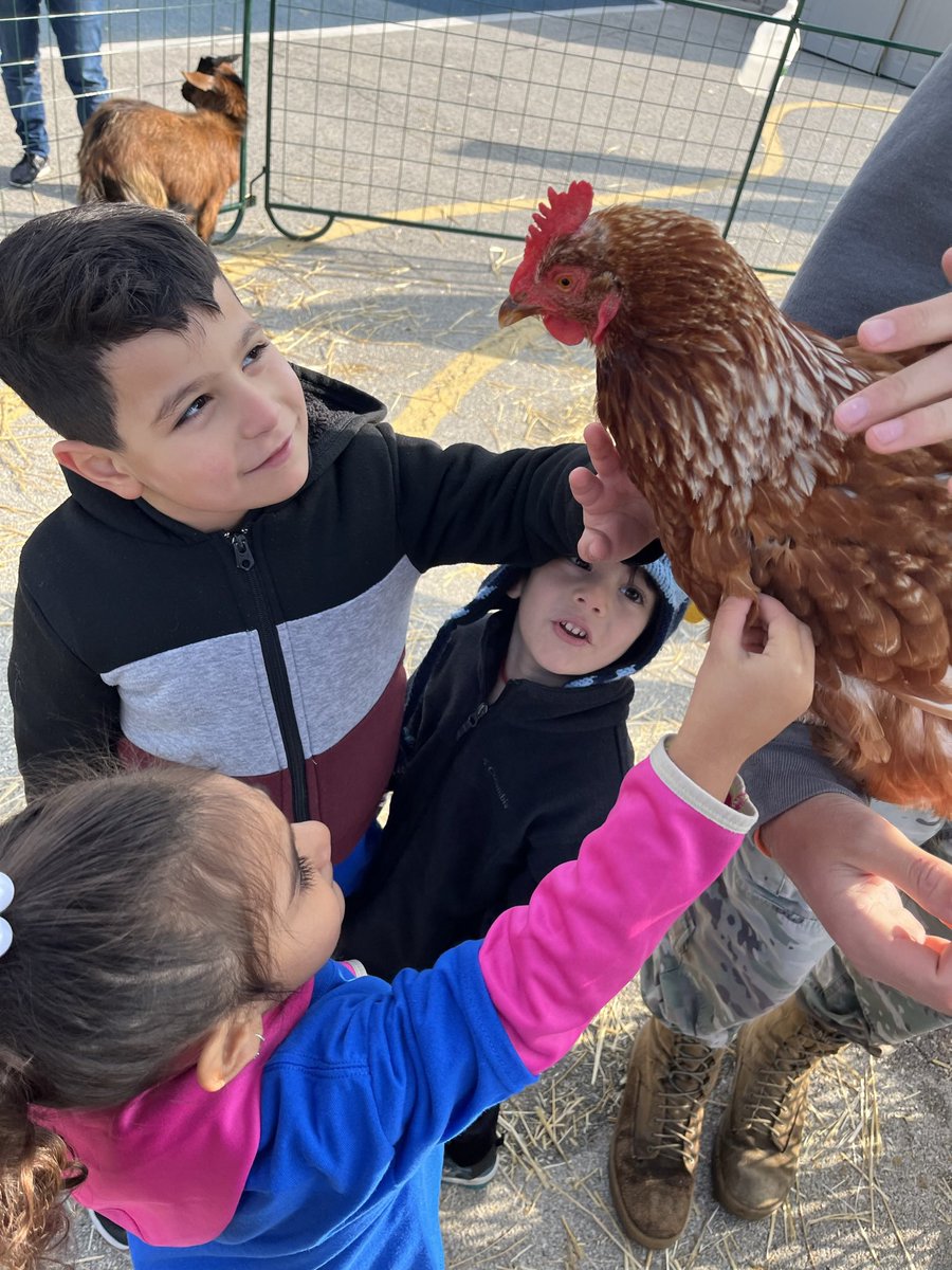 Amal_Player's tweet image. Petting zoo @PlayerSchool was so much fun for our prekinders .. my favorite was Frida the 🦙 she gave me a 💋 after chewing my hair 😂