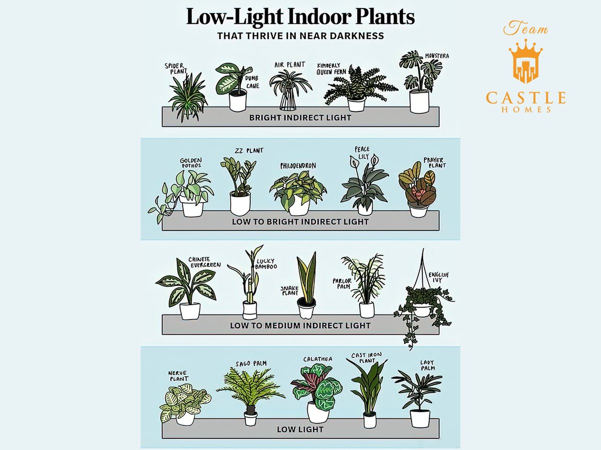 #randicastle007 #marketingmadness #realtor #realestate #homedecor #homedecortips #houseplants #lowlightplants