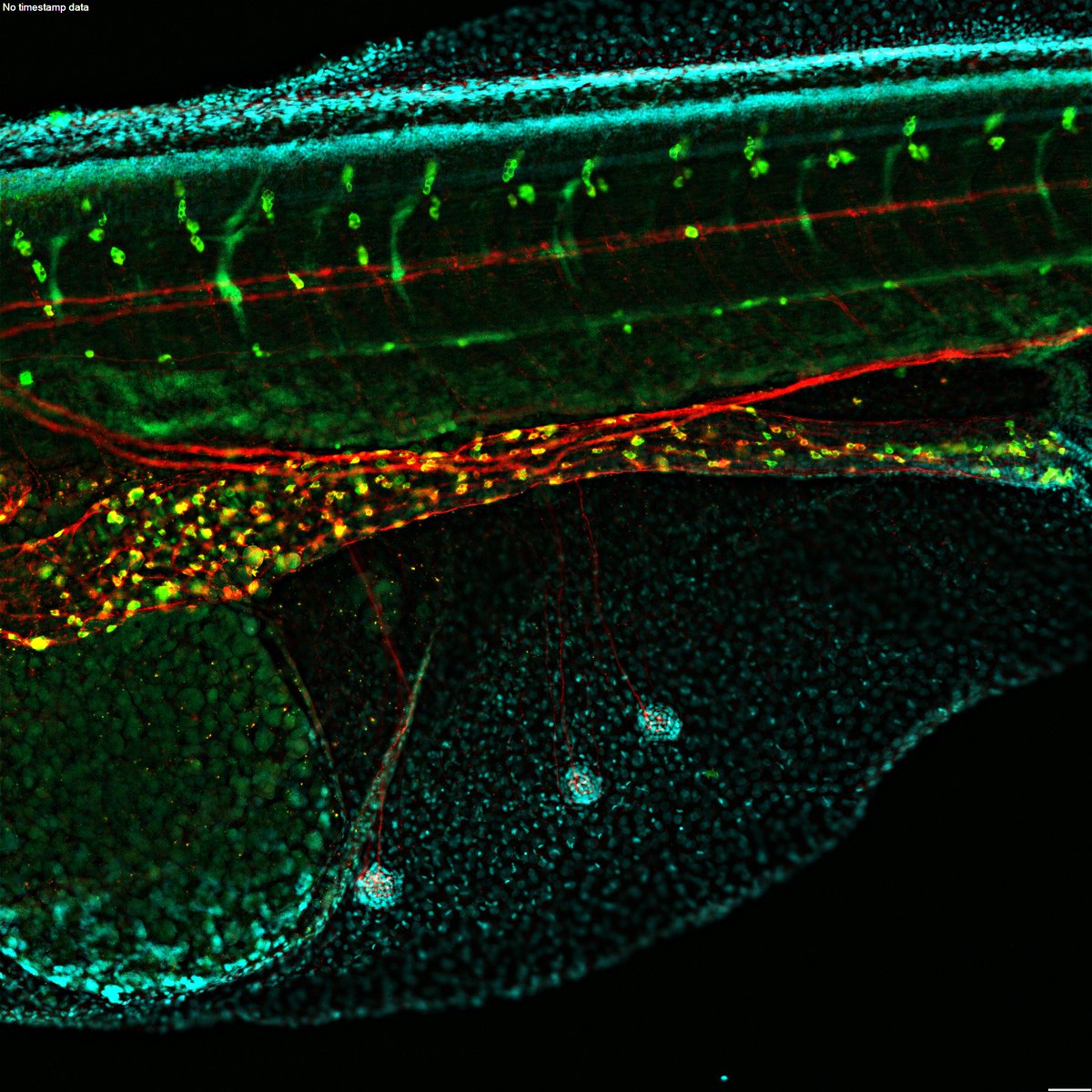 Happy #FluorescenceFriday !! 
Here is my #Riddlelab recent fluorescence microscopy image of the enteric nervous system of an F2 Pachon/surface hybrid fish.

Have a great weekend!

#cavefish #immunostaining #ens #phd