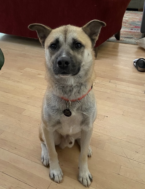 Waldo is a sweet, gentle Korean Jindo mix estimated to be about 4 years old. He is dog and cat friendly and the perfect mix of energy and chill. If you want to always know exactly where Waldo is, adopt him!
