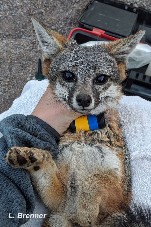 Channel Island Fox on Twitter "FIF thanks Pomona Valley Audubon. They