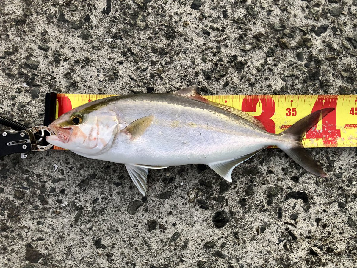 朝一トップで捕獲

その後反応無し、、

ルアー:バレットダイブ140 ピンク