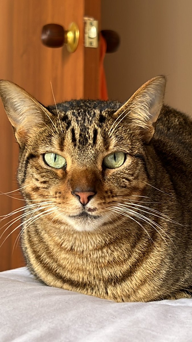 flipe0531's tweet photo. @AnimaPerdidoBog Tokio se perdió ayer en la noche Sobre las 8:00pm en el barrio Mirandela cerca al centro comercial santa-fé, su hermanita está muy triste 😢 https://t.co/dIVM3u9p5s
