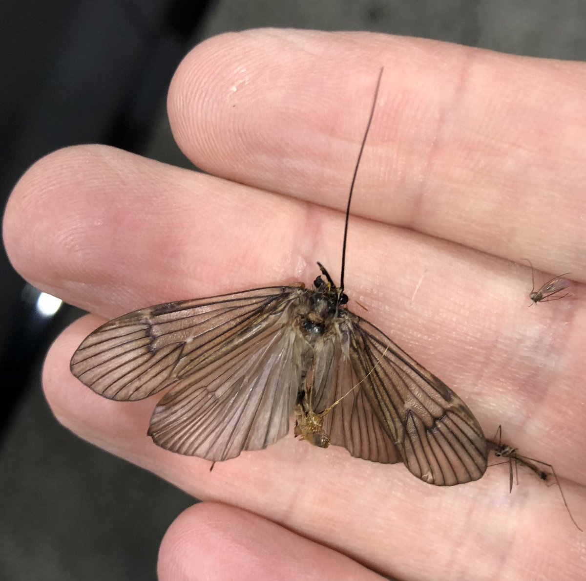 First time in decades that I’ve driven through so many insects we had to stop and clean the windshield. A twilight storm of October caddisflies near Forks, WA.