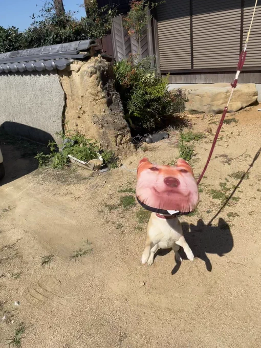 #ダイソー犬クッションチャレンジ 
