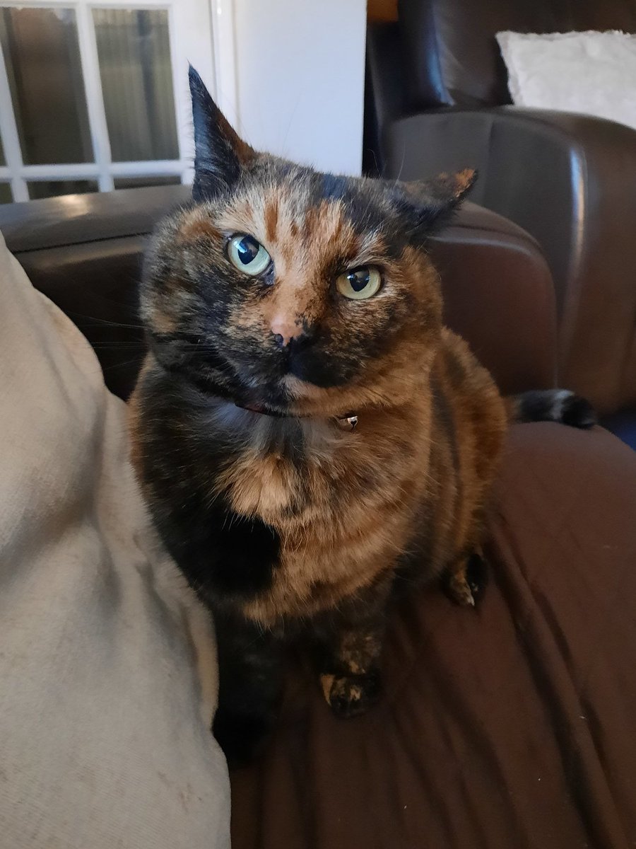 Show Your Cat on Twitter "Fudge"