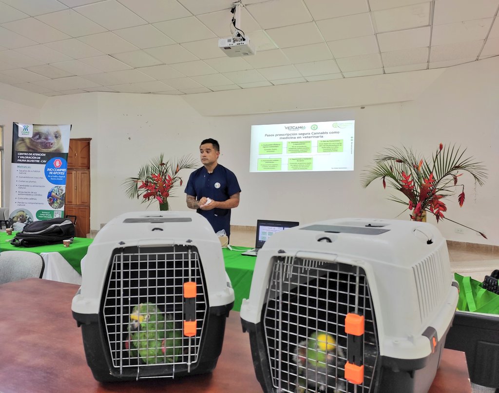 CARCDMB's tweet photo. Fortalecemos el conocimiento para la toma de decisiones.
Finalizamos el curso "Usos medicinales y agroindustriales del cannabis en veterinaria". 👉🏼 Se socializaron casos clínicos, manejo y uso terapéutico del cannabis en animales silvestres🐒🦜 y domésticos🐶🐱.
#CDMBiodiversa https://t.co/zDcOqxLje4