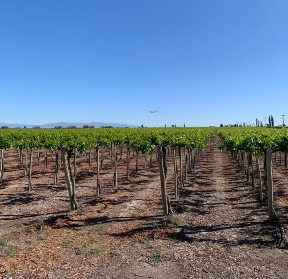 SenasaAR's tweet photo. 🍇 Junto al @OkProduccionSJ asistimos a 9 Julio y Caucete, #SanJuan, para supervisar las primeras aplicaciones aéreas contra la plaga Lobesia botrana, en el marco de la campaña 2022/2023. https://t.co/VzZARKfGDG
