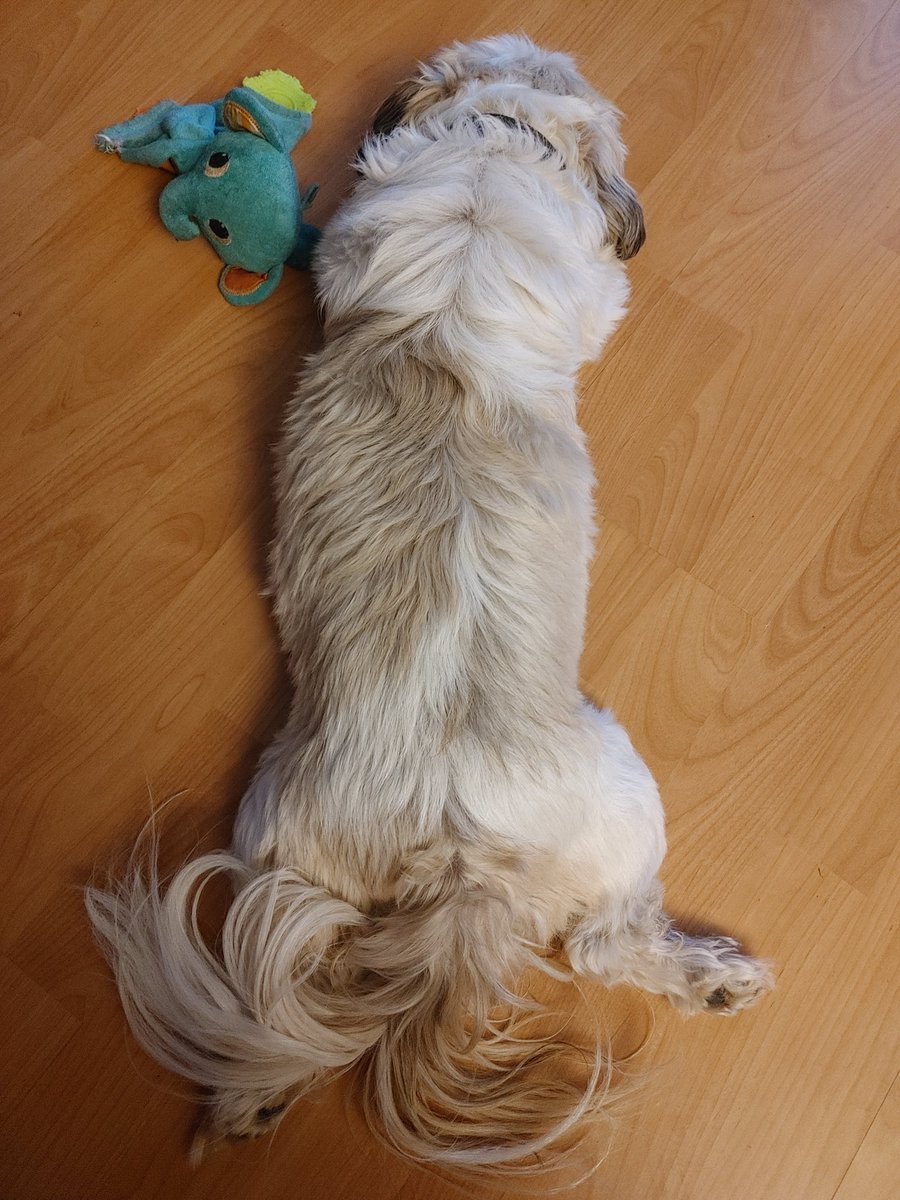 Lauran_Jeanette's tweet photo. Look at this ridiculous thing. #Bentleypuppy #notsonormal https://t.co/KjTxqusWug