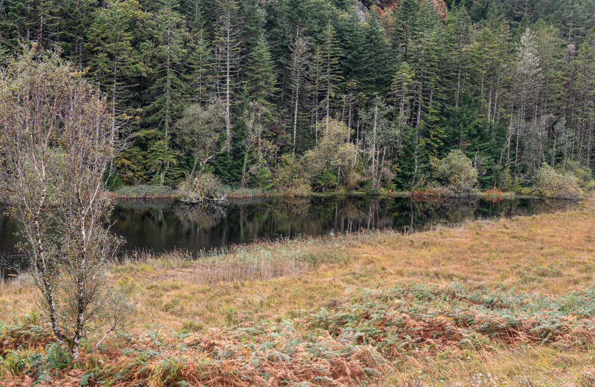LiamFFarrell's tweet photo. Dark Pool. Stagnant pond on the edge of Slishwood, along the Sligo Way trail. #woodland #sligoway #irishtrails #lovesligo #loughgill #Autumn #darkwaters @choosesligo @SligoWalkTour #Reflections https://t.co/2a0GiWLzYD