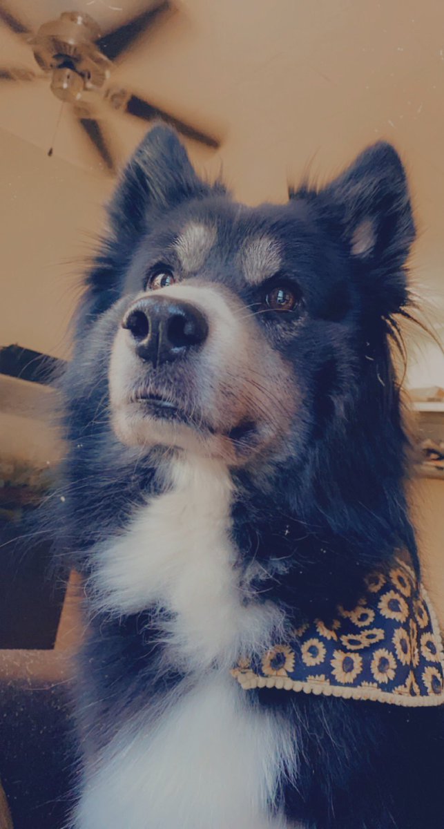 Sol says hi. 🐺 👋