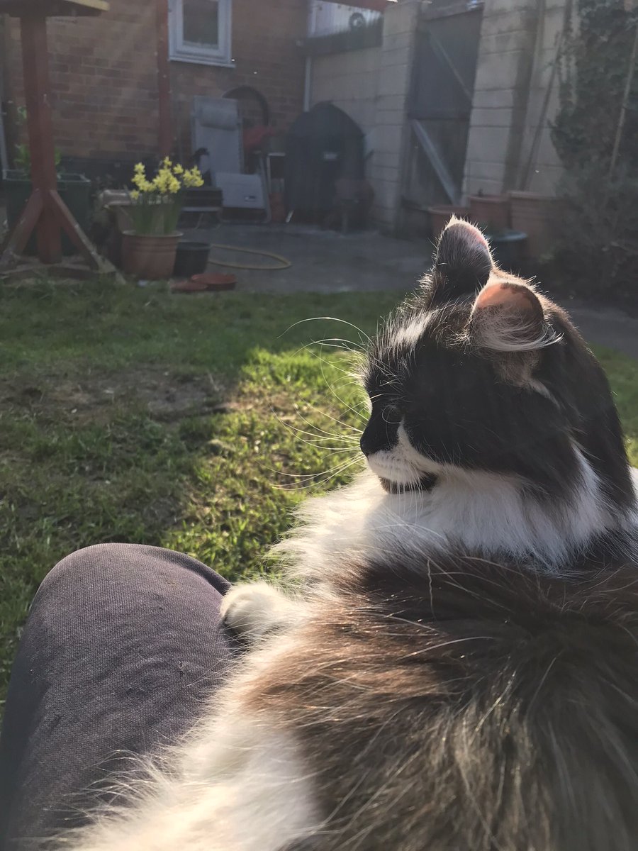 plant001's tweet photo. It is with huge sadness I announce the passing of my best friend tonight.She was taken ill suddenly and rushed to the vets where I had to make the worst of decisions. I will truly miss my Girl Tipsy. So totally broken by her loss. Best mate I will never forget. Broken-hearted. 😭 https://t.co/k4AkyQ5b7N