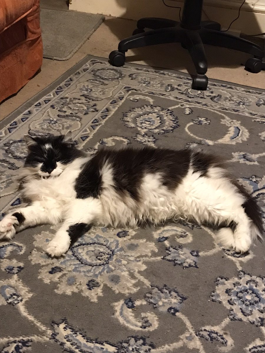 plant001's tweet photo. It is with huge sadness I announce the passing of my best friend tonight.She was taken ill suddenly and rushed to the vets where I had to make the worst of decisions. I will truly miss my Girl Tipsy. So totally broken by her loss. Best mate I will never forget. Broken-hearted. 😭 https://t.co/k4AkyQ5b7N