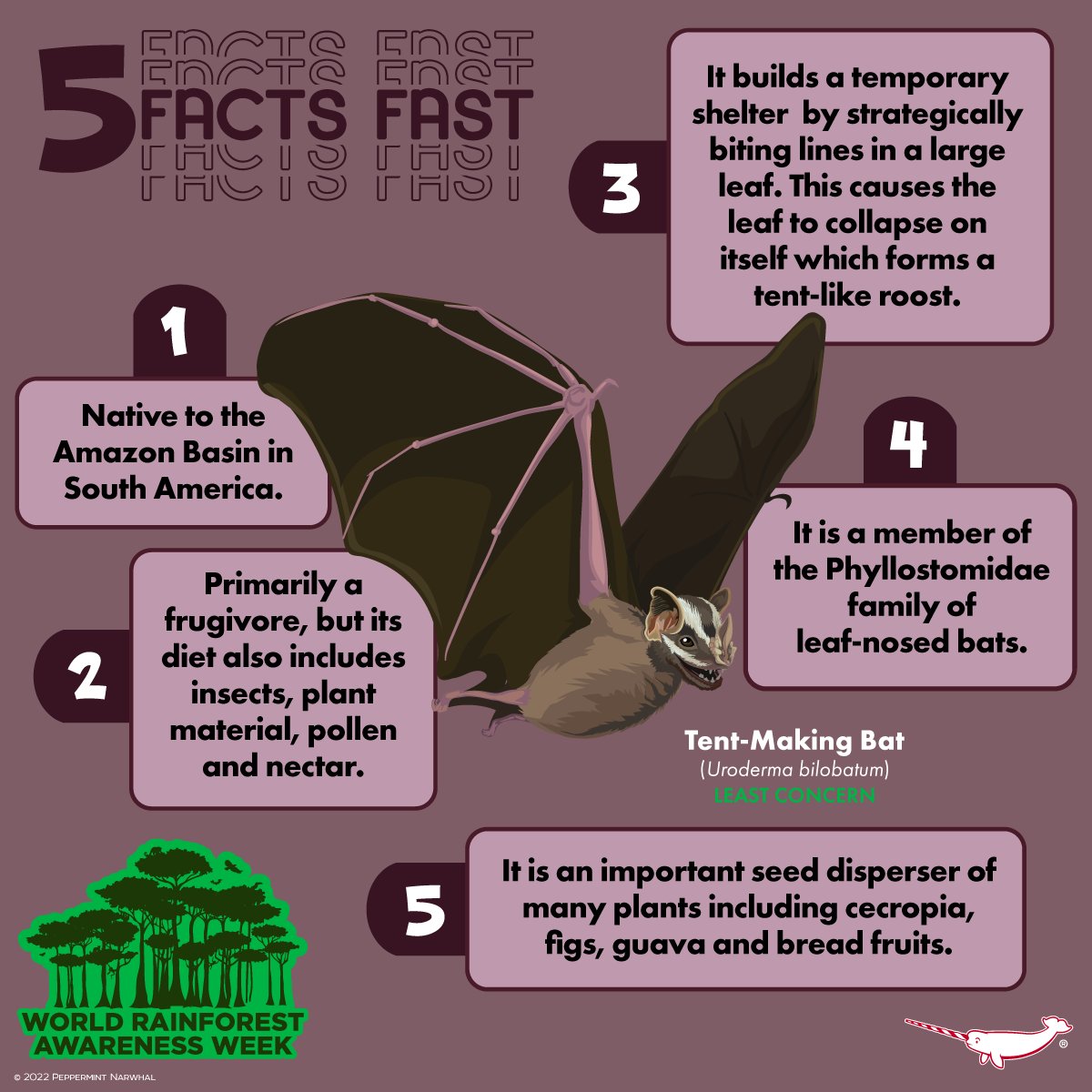 PepomintNarwhal's tweet photo. #WorldRainforestAwarenessWeek 
#5FactsFast #TentMakingBat 
#BatAppreciationMonth 

2023 #PeppermintNarwhal Animal Holiday Calendar Presale. Reserve Yours Today! Use code: PRESALE at checkout for 20% Off calendars thru 10/31/22 visit: https://t.co/gqm4S4wlhV

#Bat https://t.co/MLPZMl0hFK