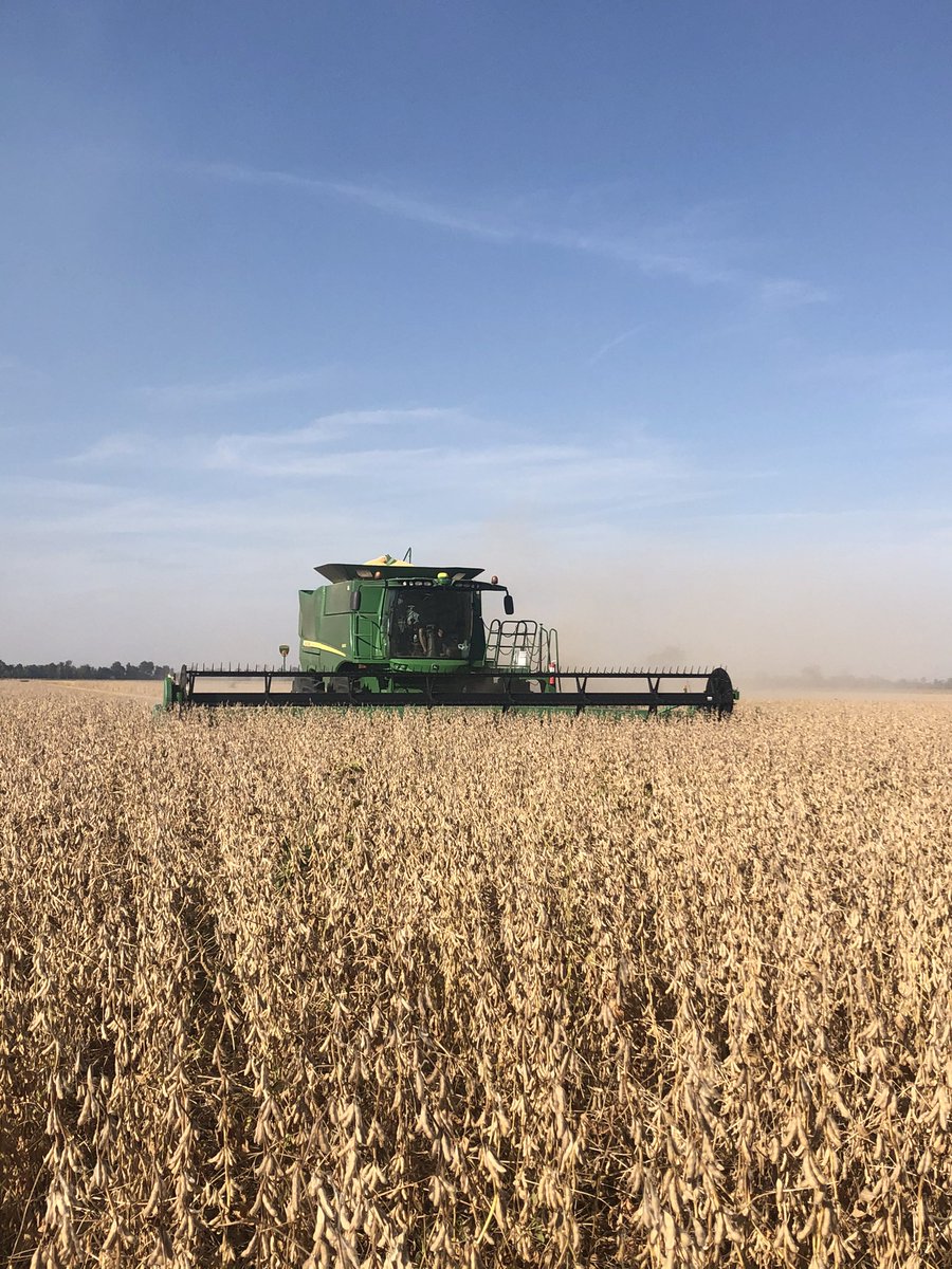 HodgesSeed's tweet photo. Beautiful day to cut some Channel 4720RXF/SR’s in the Mississippi River bottoms at New Madrid, Mo. @Channel_MO @ChannelSeed @bootheeltim @SteveTroesser https://t.co/yv3aeURTnK