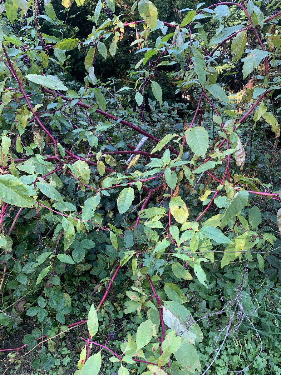 Val LaMore tweet media