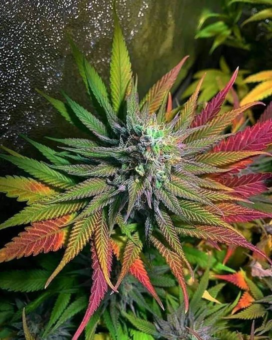 SPACECANNABIS's tweet photo. a flor mais linda do jardim https://t.co/E2T8MobpzR