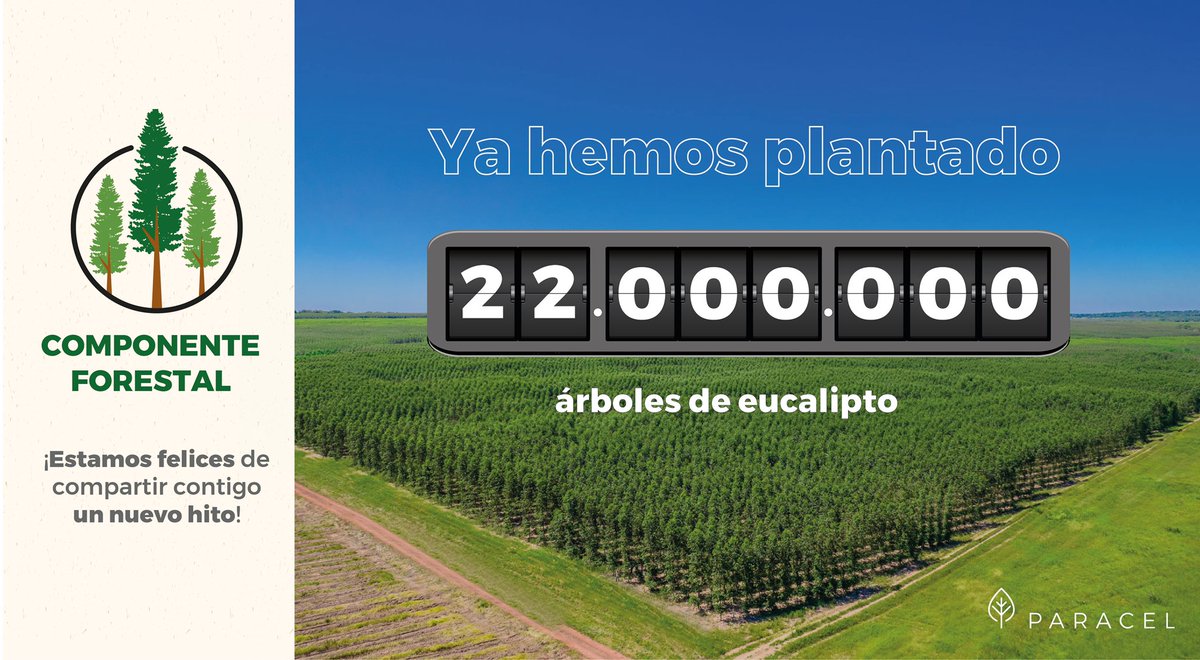 paracelpy's tweet photo. ¡Estamos felices de compartir contigo un nuevo hito! 

Resultado del gran trabajo, de todas las personas que conforman la familia Paracel, alcanzamos 22.000.000 de árboles de eucalipto, lo que representa 20.000 ha de tierra plantadas 🌱 https://t.co/1xqTtiW1eE