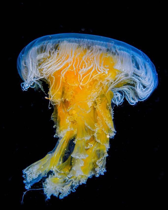 An egg-yolk jellyfish from Browning Passage, British Columbia. #scuba #jellyfish @HelloBC