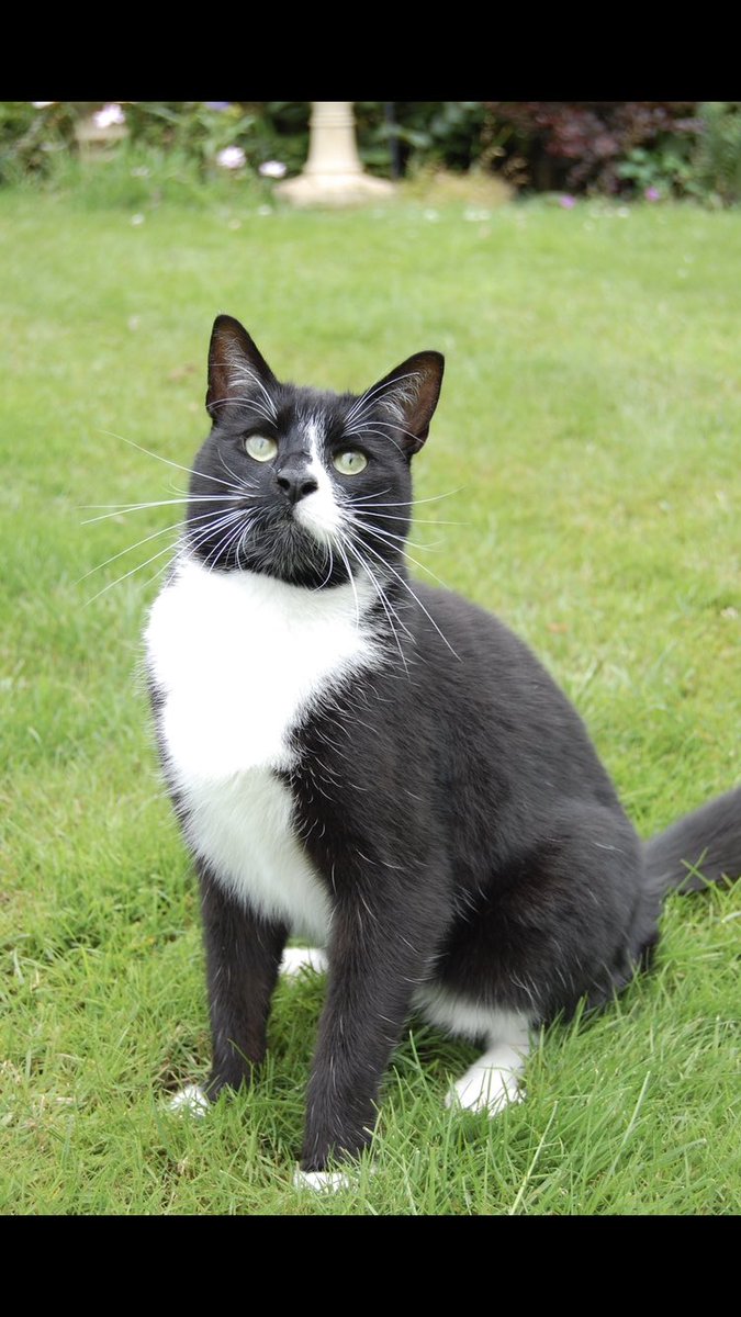 So, when your 15yr old cat has to be put to sleep and you watch the kids break their hearts while you comfort them and miss the wee guy, it’s hard. Sleep well my @BBCMOTD buddy.