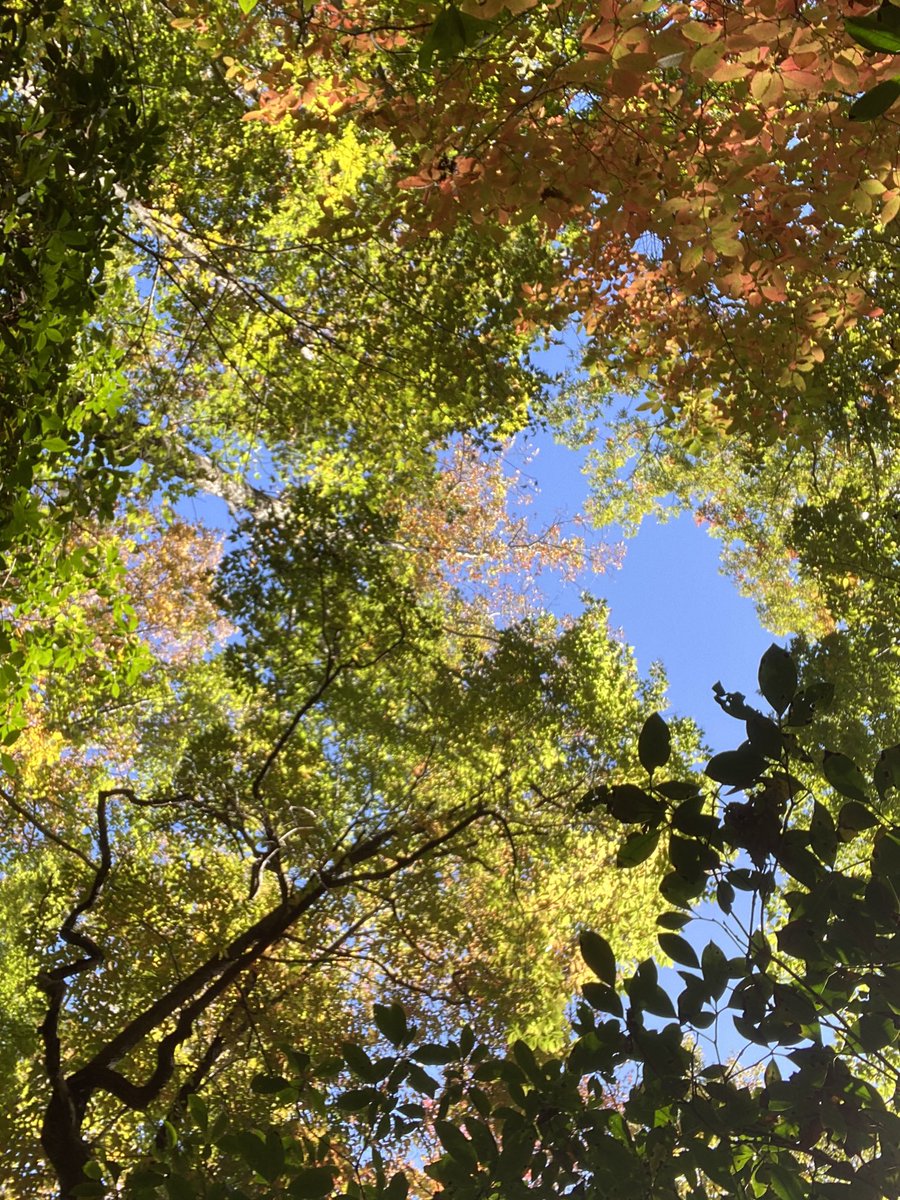 LilaAnnaSauls's tweet photo. This was the most #octoberblue sky I’ve seen yet. And I didn’t fall once as I kept #lookingup.
Also, I’ve made peace w the fact that I’m going to start thinking ab my post hike meal before I actually make it to the trailhead. #ohwell https://t.co/6P9ks0zJg6