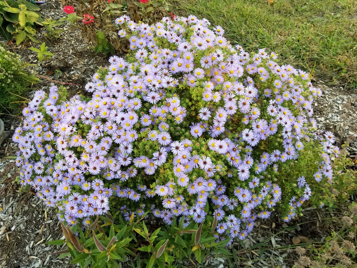 Planted this aromatic aster last year. It's outdone itself this year. Still buzzing with pollinators. #NativePlantsOfNorthAmerica