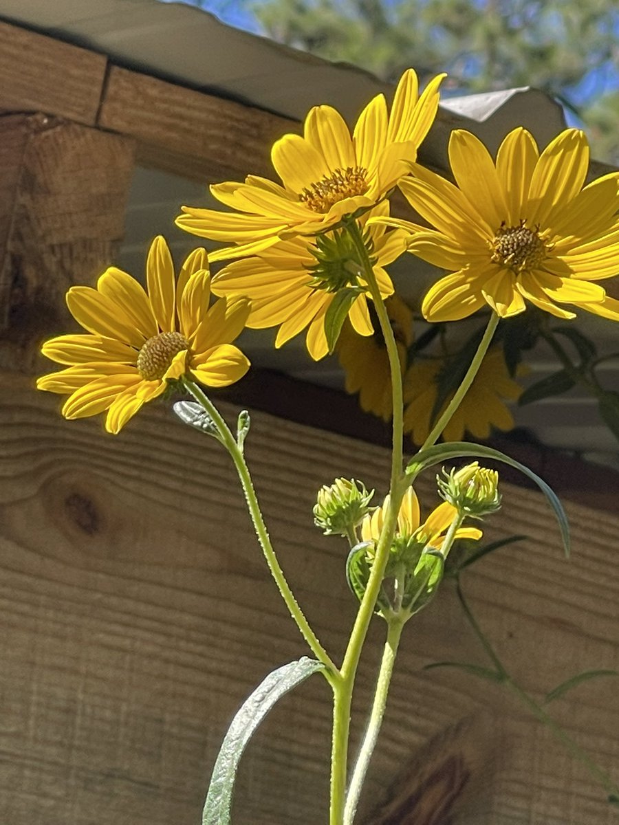 middaynapper's tweet photo. @RainbowYouthUSA @cooltxchick All these flowers are the same hue, same number of petals but each and everyone is different and unique in their own special way. Together they dance. https://t.co/6kNuJJIdTS