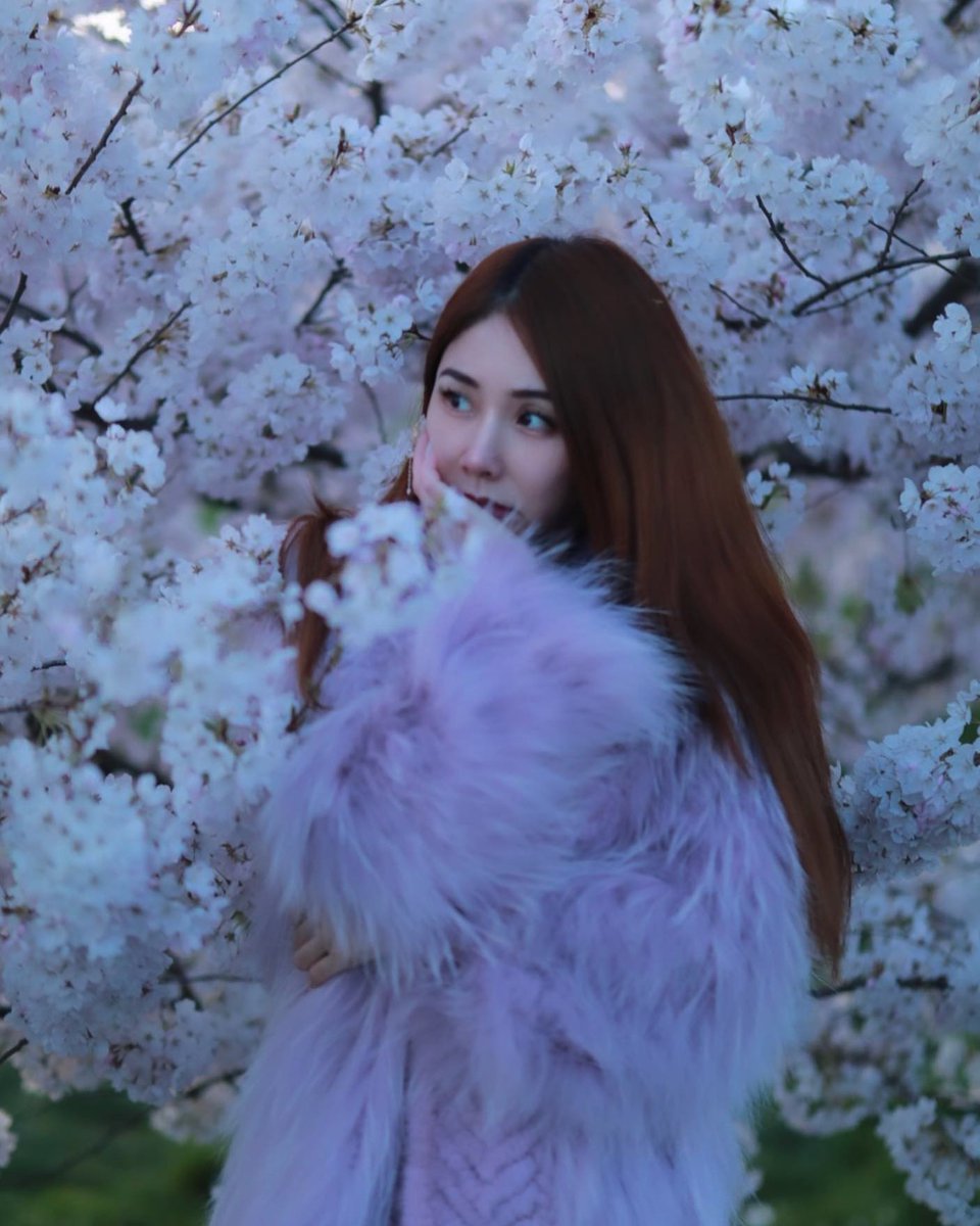 Sakura Seven Days, because it is short, it is a splendid that cannot be missed❄