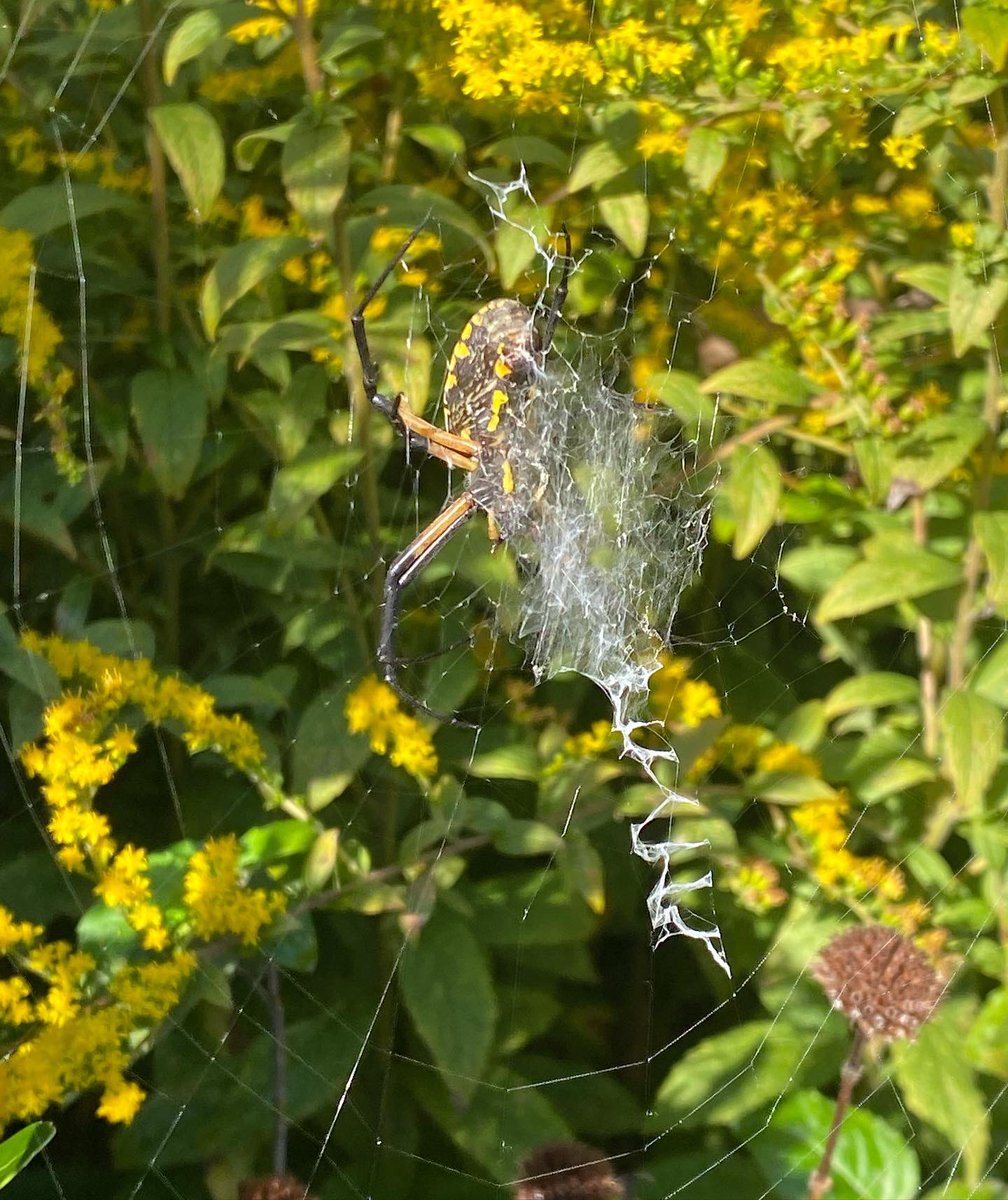So thrilled to assist Ms. Aubryn, parent volunteers w 3 FoodPrints classes today w <a href="/peabodywatkins/">Peabody and Watkins Elementary Schools</a> PreK &amp; K students! They shared favorite fruits &amp; veggies, discussed &amp; tasted 3 apple varieties, &amp; toured our edible &amp; habitat gardens. We spied an Orb Weaver spider!!@FoodPrintsDC