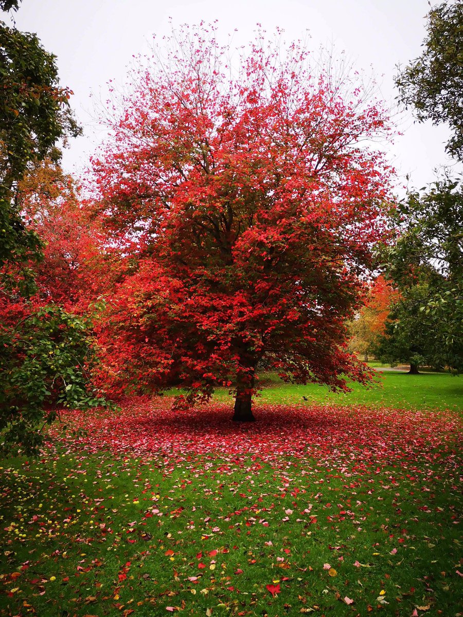 My friend took this picture today, whilst I spent the whole day working 🙁 she is not on #twitter so I feel it is my duty to share it! Stunning isn’t it. 🍁🍂🍁🍂🍁🍂🍁
#Autumn 
#leaves