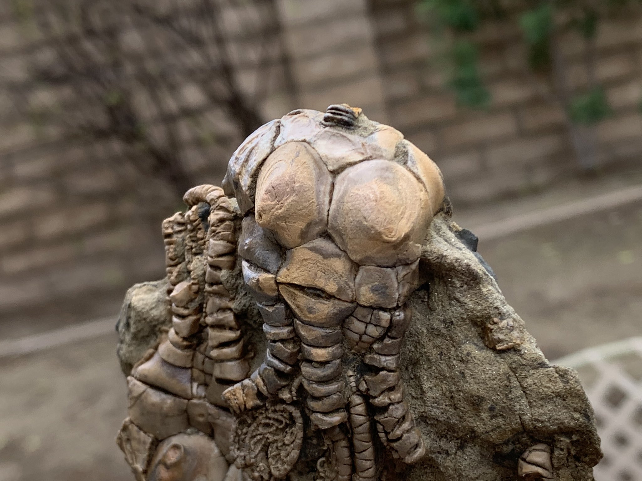 David on X: "The #HomerSimpson of #crinoids #FossilFriday  #jimbacrinusbostocki #pareidolia #crinoid #fossil #fossils #AncientAliens  #Homer #PhotoOfTheDay #photography #paleontology #humor #weird #extinct  #nature https://t.co/XKncvq1JIJ" / X