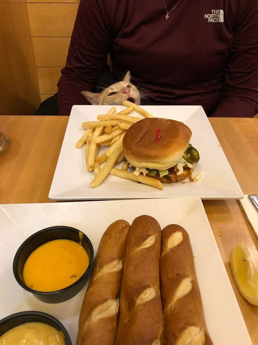 DontShowYourCat's tweet photo. appetizer https://t.co/E6C23r9V1t
