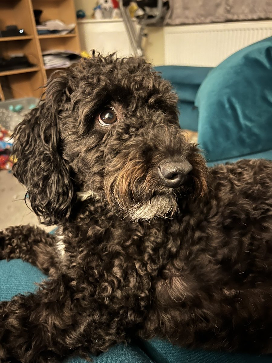 Michelle1053's tweet photo. Never underestimate the love you feel for your dog 🥰 can’t imagine life without this little guy now, he is the one reason I get up in a morning and keep going https://t.co/ofMvYOwIo2
