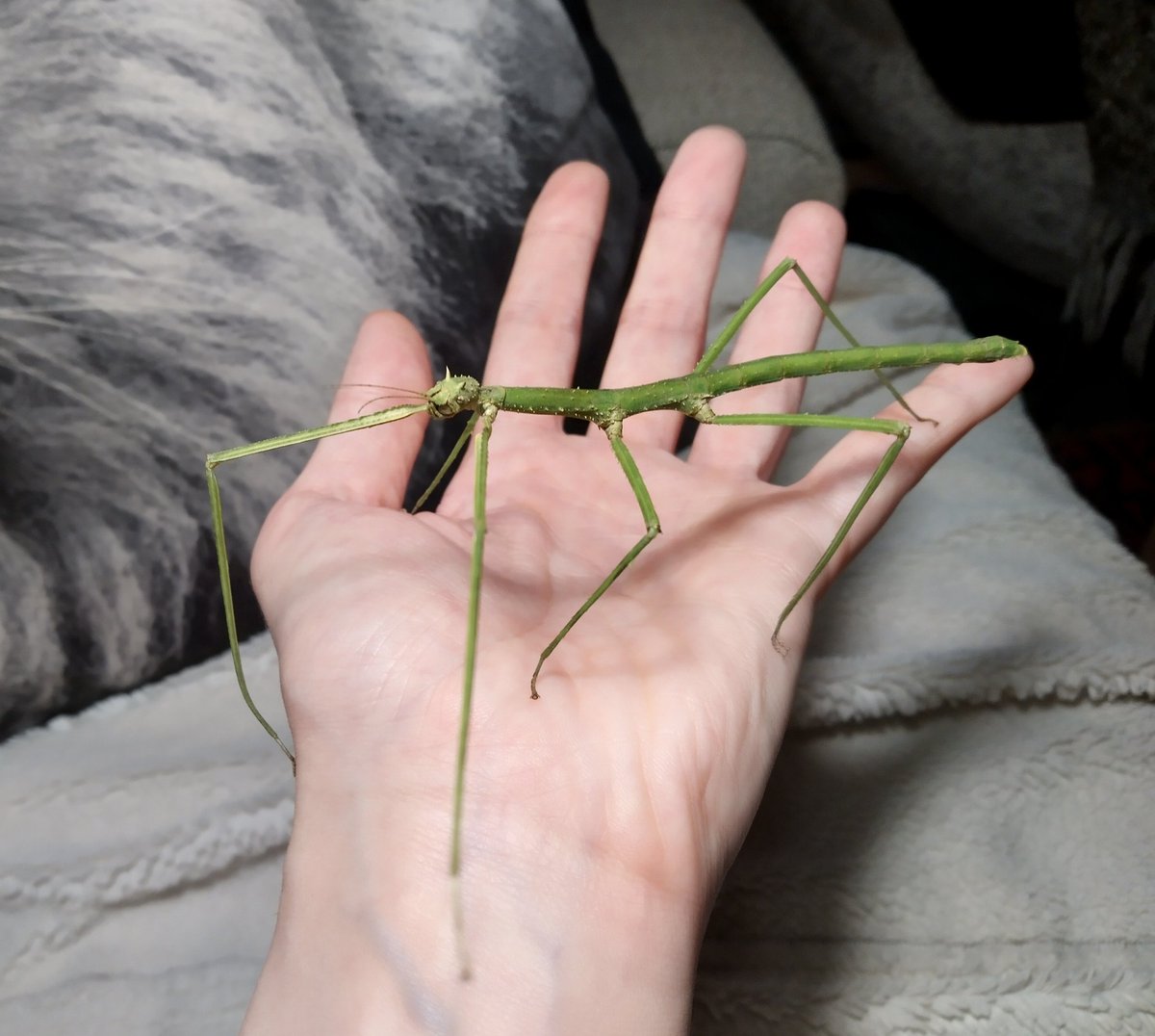 EiraScintill's tweet photo. Haricot Verts is an adult now and got a different, rounder butt. Haricot's housemate refused to move during her final moult though and her front leg got stuck for a bit which is why it got bent at the tip there. She can still use it just fine! https://t.co/sTX8ThtQo2