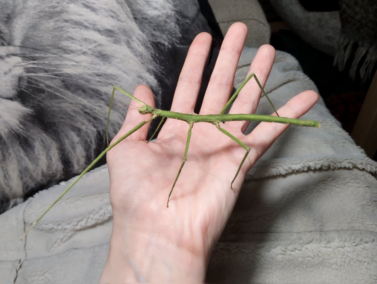 EiraScintill's tweet photo. Haricot Verts is an adult now and got a different, rounder butt. Haricot's housemate refused to move during her final moult though and her front leg got stuck for a bit which is why it got bent at the tip there. She can still use it just fine! https://t.co/sTX8ThtQo2